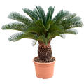 Cycas revoluta (80-90), Stamm (20-30), im 27cm Topf, H�he 85cm, Breite 50cm