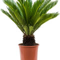 Cycas revoluta, Stamm, im 22cm Topf, H�he 65cm, Breite 60cm