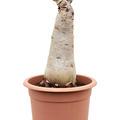 Cyphostemma juttae, Stamm, im 25cm Topf, H�he 60cm, Breite 25cm