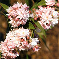 DEUTZIA x HYBRIDA 'PINK POMPON'
