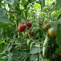 Salattomate Paul Robson BIO