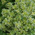 Thymus citriodorus Summerdreams Lemon Gold, Thymian, 1,3L-Topf