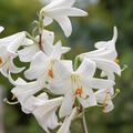 Lilium candidum, Madonnenlilie