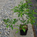 Switrus Citremon 'Kovac', Zitrus, Citrus