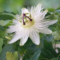 Passiflora caerulea Constance Elliot, Passionsblume