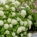 Hydrangea arborescens 'Annabelle', Hortensie Annabelle