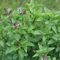 Basilikum, Ocimum basilicum Tauris
