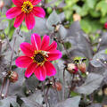 Dahlie 'Bishop of Canterbury'� (2er Set)