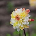 Dahlie 'Double Jill' (2er Set)