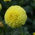 Dahlie 'Golden Sceptor' (2er Set)
