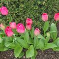 Darwin Tulpe 'Lady van Eijk', Tulipa 'Lady van Eijk'