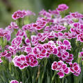 Gartennelke 'Pink Kisses'�, Dianthus caryphyllus 'Pink Kisses'�