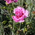 Dianthus plumarius 'Maggie'