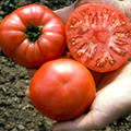 Fleischtomate Capseya (Paprikaf�rmige) BIO