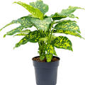 Dieffenbachia seguine 'Cheetah', Busch, im 30cm Topf, H�he 110cm, Breite 100cm
