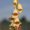 Digitalis ambigua