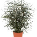 Dizygotheca elegantissima, Busch, im 19cm Topf, H�he 55cm, Breite 35cm