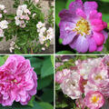 Rosen Bundle, Set, Dornr�schens Sichtschutzhecke, 4 Rambler
