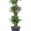 Dracaena compacta variegata, Verzweigt, im 30cm Topf, H�he 130cm, Breite 40cm