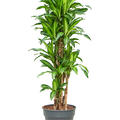 Dracaena deremensis 'Eve', Verzweigt-Multi, im 30cm Topf, H�he 150cm, Breite 70cm
