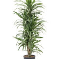 Dracaena deremensis 'Warneckei', Verzweigt-Multi, im 30cm Topf, H�he 145cm, Breite 60cm