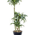 Dracaena fragans 'Jade Jewel', 60-30-15, im 21cm Topf, H�he 110cm, Breite 40cm