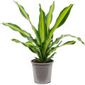 Dracaena fragrans 'Burley', Kopf, im 24cm Topf, H�he 80cm, Breite 50cm
