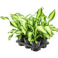 Dracaena fragrans 'Charley' 6/tay, Kopf, im 13cm Topf, H�he 40cm, Breite 25cm