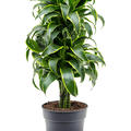 Dracaena fragrans 'Dorado', Verzweigt-multi, im 27cm Topf, H�he 100cm, Breite 35cm