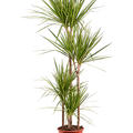 Dracaena marginata 'Golden Dragon', 90-60-30-15, im 24cm Topf, H�he 150cm, Breite 40cm
