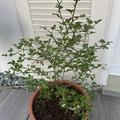 Poncirus trifoliata, Dreibl�ttrige Orange 