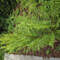 Dryopteris affinis, Dryopteris affinis
