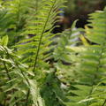 Dryopteris wallichiana