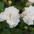 Rose, Beetrose, Roseasy, Duvet Blanc, Duvet_Blanc_DSC05901.jpg