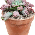 Echeveria 'Pulvinata', im 18cm Topf, H�he 25cm, Breite 20cm