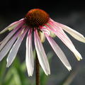 Echinacea purpurea 'Pretty Parasol' (S) 