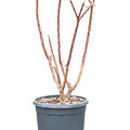 Edgeworthia chrysantha, Verzweigt, im 29cm Topf, H�he 85cm, Breite 45cm