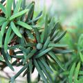 Eibe 'Fastigiata Robusta' - Nadeln