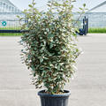 Elaeagnus ebbingei 'Compacta', Busch, im 39cm Topf, H�he 140cm, Breite 55cm