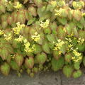 Epimedium versicolor Sulphureum, Elfenspiegel, bl�hend
