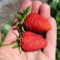 Erdbeere Frutium� Belleure�
