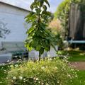 Erigeron karvinskianus 'Bl�tenmeer', Erigeron karvinskianus