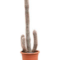 Espostoa laticornua, Verzweigt, im 32cm Topf, H�he 130cm, Breite 40cm