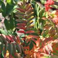 Sorbus aucuparia 'Edulis'  Herbstf�rbung