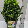 Japanischer Spindelstrauch 'Green Wonder'� Kugel