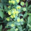 Euphorbia amygdaloides var. robbiae, Euphorbia amygdaloides var. robbiae