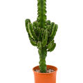 Euphorbia erytrea, Verzweigt, im 19cm Topf, H�he 70cm, Breite 30cm