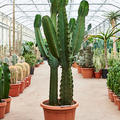 Euphorbia ingens 2pp, Verzweigt, im 40cm Topf, H�he 165cm, Breite 70cm