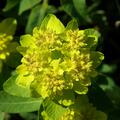 Euphorbia polychroma, Euphorbia polychroma