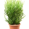 Euphorbia tirucalli 'Stick on Fire', Busch, im 25cm Topf, H�he 90cm, Breite 40cm